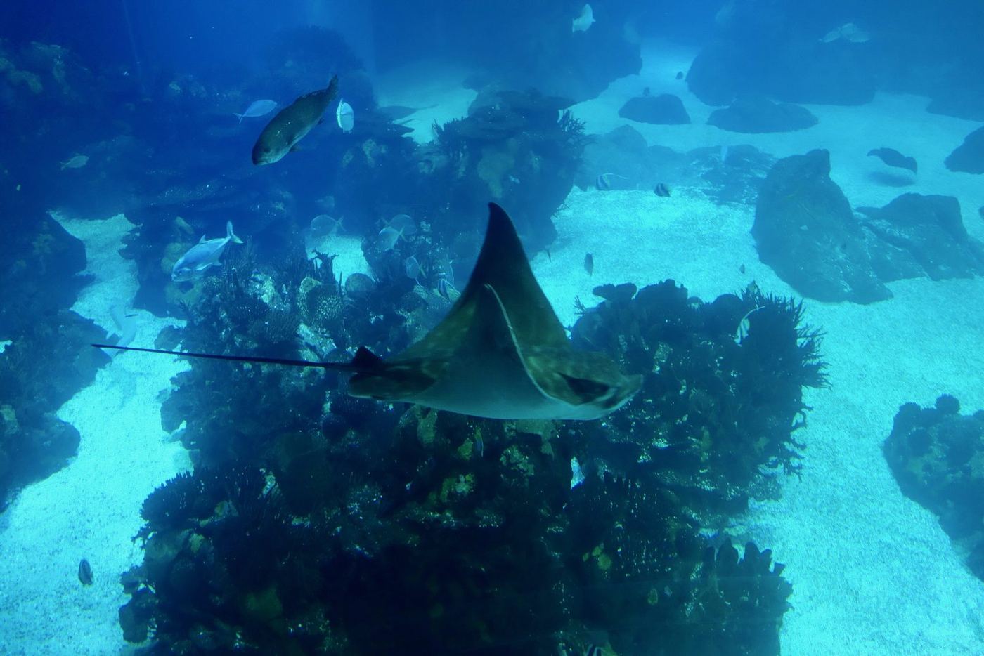 A ray crosses the central tank