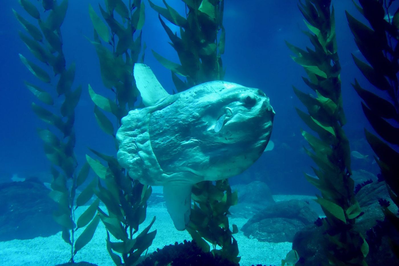The sunfish in the kelp of the central tank